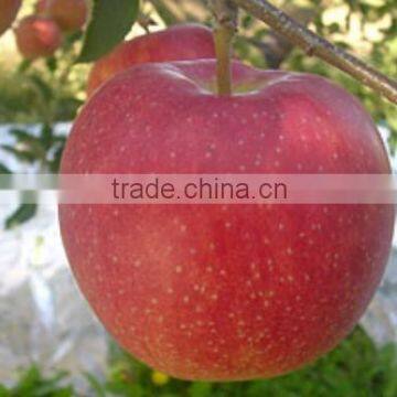 Japanese Various Delicious Apples photo-4