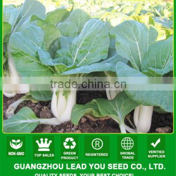 CC06 Black rose heat resistant f1 hybrid pakchoi seeds, chinese cabbage seeds