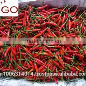 High Quality Fresh Spicy Chilli Vietnam Full Size photo-5