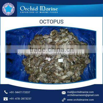 Excellent Quality and Tasty Octopus From Wholesale Supplier photo-6
