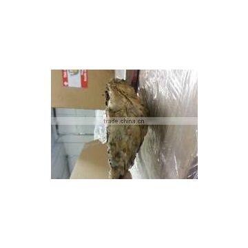 Live Pacific Oyster photo-3