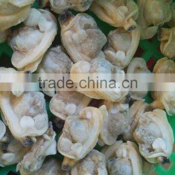 Frozen boiled clam meat bulk packing in shellfish