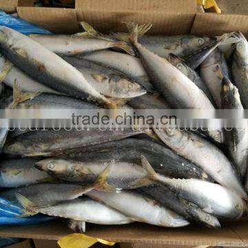 BQF Land Frozen Mackerel Lamp Catching photo-2