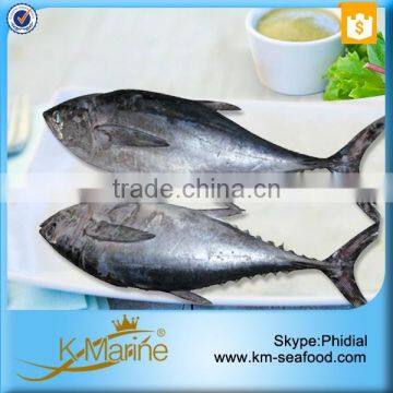 Fair Price Fresh Tuna Stock Albacore