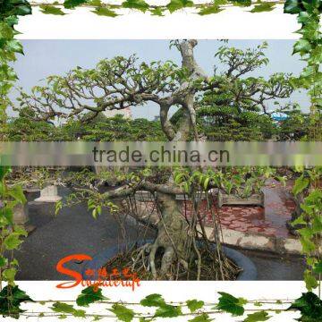 Mini Artificial Plastic Banyan Tree 7ft fake curved trunk for home decoration