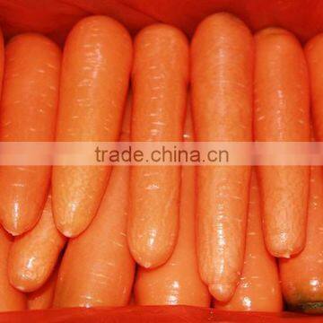 High Quality Chinese Fresh Carrots With Good Price photo-2