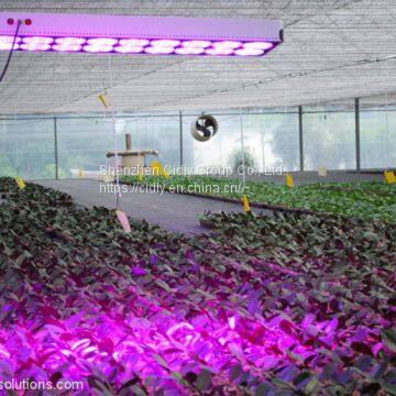 CILDY Led High Power High Lumen 650w Led Grow Light 18 for Hydroponic Grow Room Tent,agricultural Greenhouses Used photo-5