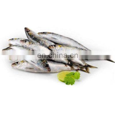 good price frozen sardine fish for bait and canning sardinella aurita