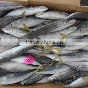 size 70 pcs Frozen slender mackerel whole round in good quality