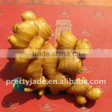 Chinese fresh mature ginger