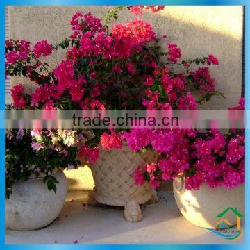 Large Patio Decorating Garden Pots photo-2