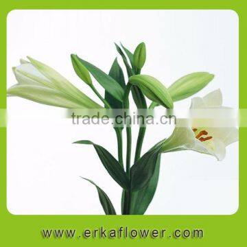 Classical dubai fresh flower importers calla lily