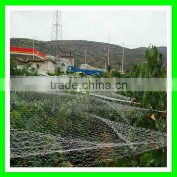 Reused Virgin HDPE Vineyard Bird Sail/plastic Bird Mist Net for Sale photo-3