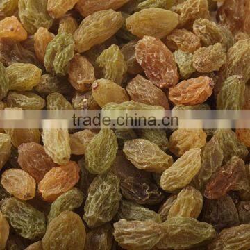 Sun Dried Raisin, New Crop 2015 photo-5