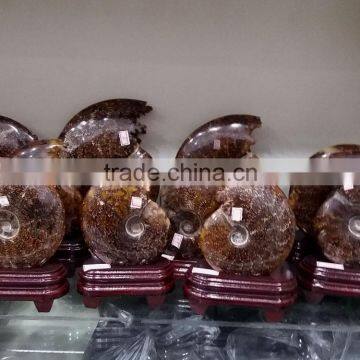 new arrived top quality large natural conch ammonite fossil with stand for decoration