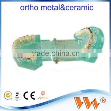 Dental Teeth models and Implants Communication Model for Dentist oem