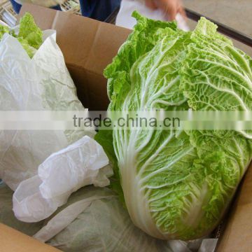 fresh chinese cabbage