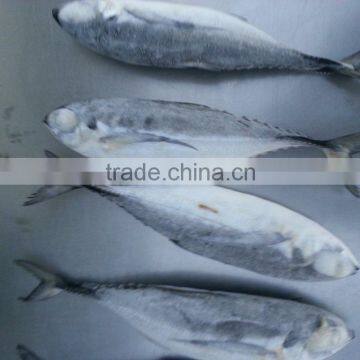 FROZEN HORSE MACKEREL WHOLE ROUND