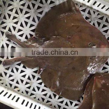 Frozen W/R Skate Fish Stingray Ray Fish 400-600g