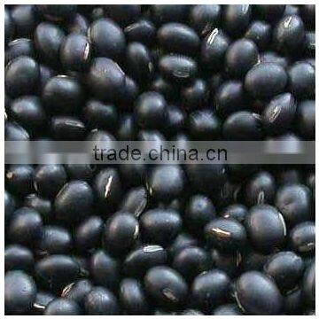 Black Matpe Whole Black Matpe black matpe beans split matpe split matpe where to buy in belgrade black matpe Urid Sabut Urid Dha