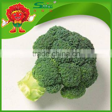 Chinese New Crop high quality grade A low price IQF broccoli bulk broccoli