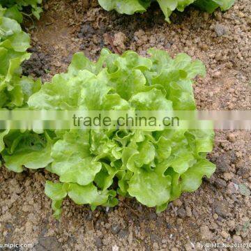 Wholesale Green Fresh Lettuce Yunnan Origin Lettuce photo-5
