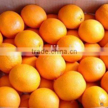 Fresh Navel Orange with good quality from China