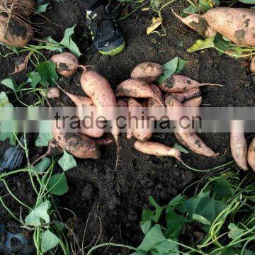 2016 New crop sweet potato in best price