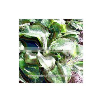 Sage essential oil