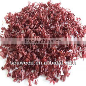 Red Alga(Manufacturer)