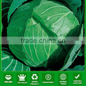 C06 Xiaxiu heat resistant f1 hybrid cabbage seeds for planting