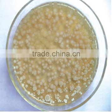 supplier bacillus subtilis/product bacillus subtilis/manufacturing bacillus subtilis