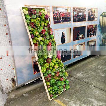 Indoor Decoration Artificial Mini Succulent Plants Wall photo-2