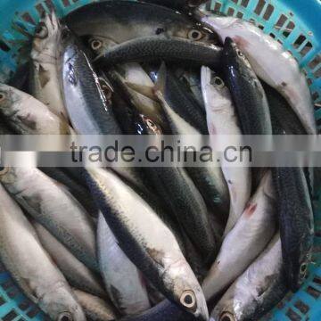 Frozen WR Pacific Mackerel Seafood photo-2