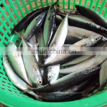 Frozen Pacific Mackerel Fish Good Quality photo-2