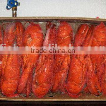 Lobster Homard photo-2