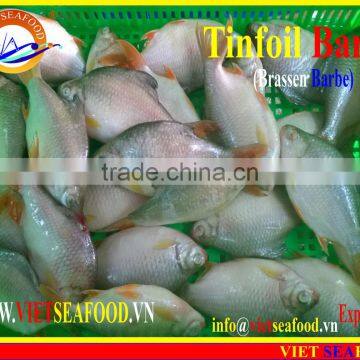 FROZEN W/R RED TAIL TINFOIL BARB