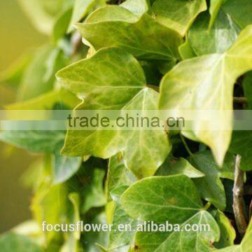 Fresh cut plants fresh ivy green color from Yunnan