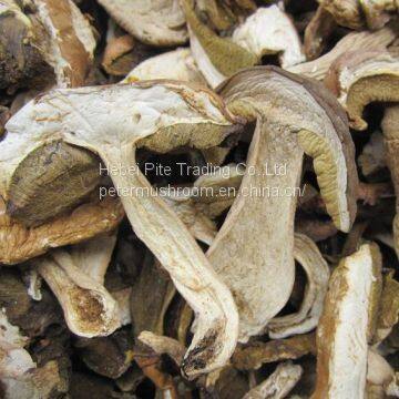 Dried Edible Mushroom Fungus Boletus Edulis sliced