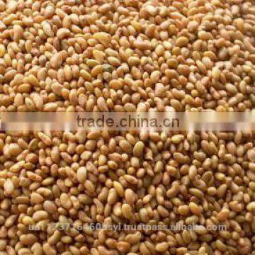 ALFALFA SEEDS