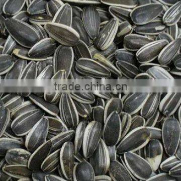 Sunflower Seeds Round Type