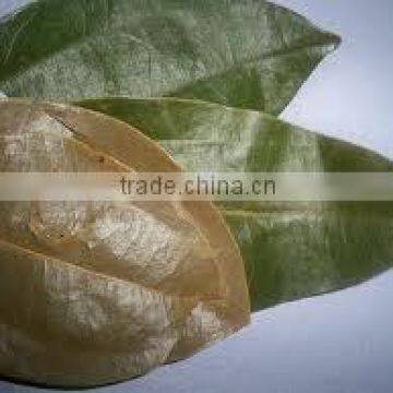 Cinnamon Oil (Cinnamomum Zylanicum) photo-5