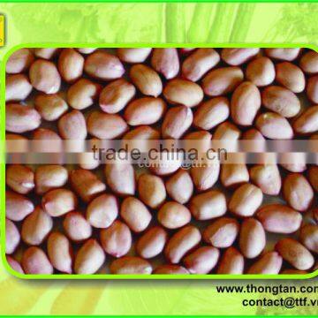 Groundnut Kernel by thongtan.com