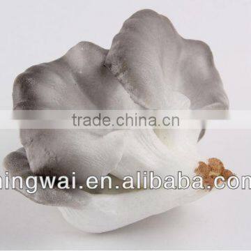 Artificial Vegetable Decoration Abalone Mushroom x 5