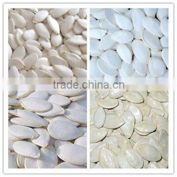 China Snow White Pumpkin Seeds Kernels With Best Price for Sale photo-5
