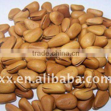 selling pine nuts cedar nuts