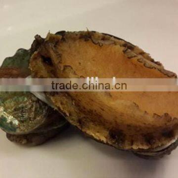 hot sale fresh live and frozen abalone