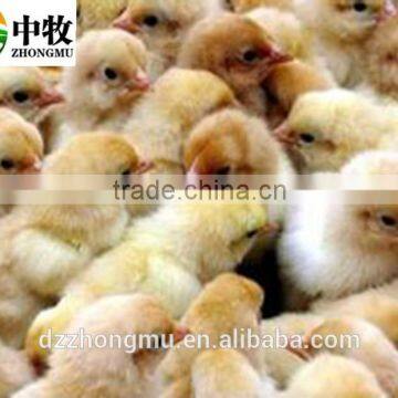 New Type ZM-264 Eggs Machine, Chicken Egg Incubator, Automatic Hatchery Machine photo-5