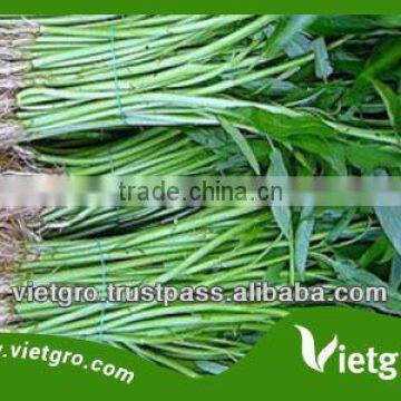 High Yield Kang kong Water Spinach Seeds For Growing VGKK022/ Vegetable seeds