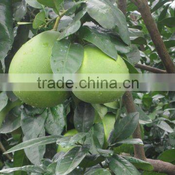 Chinese Pomelo